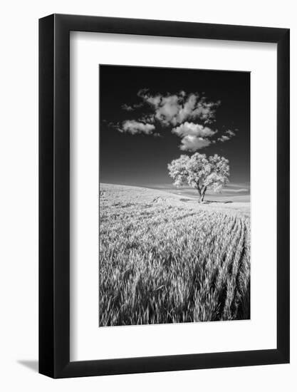 USA, Palouse Country, Washington State, Infrared Palouse fields and lone tree-Terry Eggers-Framed Photographic Print