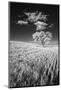 USA, Palouse Country, Washington State, Infrared Palouse fields and lone tree-Terry Eggers-Mounted Photographic Print