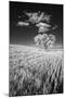 USA, Palouse Country, Washington State, Infrared Palouse fields and lone tree-Terry Eggers-Mounted Photographic Print