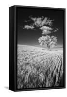 USA, Palouse Country, Washington State, Infrared Palouse fields and lone tree-Terry Eggers-Framed Stretched Canvas