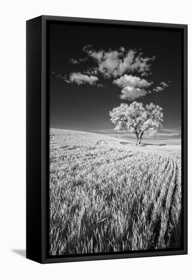 USA, Palouse Country, Washington State, Infrared Palouse fields and lone tree-Terry Eggers-Framed Stretched Canvas