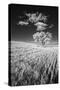 USA, Palouse Country, Washington State, Infrared Palouse fields and lone tree-Terry Eggers-Stretched Canvas