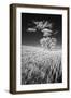 USA, Palouse Country, Washington State, Infrared Palouse fields and lone tree-Terry Eggers-Framed Photographic Print