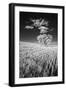 USA, Palouse Country, Washington State, Infrared Palouse fields and lone tree-Terry Eggers-Framed Photographic Print