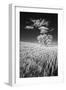 USA, Palouse Country, Washington State, Infrared Palouse fields and lone tree-Terry Eggers-Framed Photographic Print