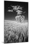 USA, Palouse Country, Washington State, Infrared Palouse fields and lone tree-Terry Eggers-Mounted Photographic Print