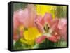 USA, Pennsylvania. Abstract Tulip Impression Through Glass-Jaynes Gallery-Framed Stretched Canvas