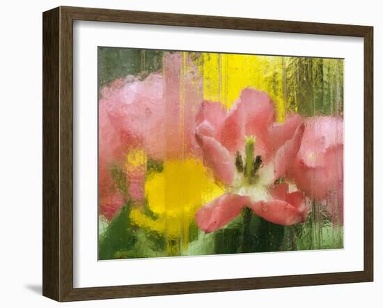 USA, Pennsylvania. Abstract Tulip Impression Through Glass-Jaynes Gallery-Framed Premium Photographic Print