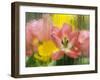 USA, Pennsylvania. Abstract Tulip Impression Through Glass-Jaynes Gallery-Framed Premium Photographic Print