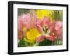 USA, Pennsylvania. Abstract Tulip Impression Through Glass-Jaynes Gallery-Framed Premium Photographic Print