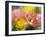 USA, Pennsylvania. Abstract Tulip Impression Through Glass-Jaynes Gallery-Framed Premium Photographic Print