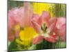 USA, Pennsylvania. Abstract Tulip Impression Through Glass-Jaynes Gallery-Mounted Premium Photographic Print