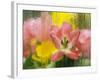 USA, Pennsylvania. Abstract Tulip Impression Through Glass-Jaynes Gallery-Framed Photographic Print