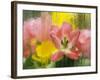 USA, Pennsylvania. Abstract Tulip Impression Through Glass-Jaynes Gallery-Framed Photographic Print