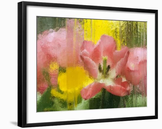 USA, Pennsylvania. Abstract Tulip Impression Through Glass-Jaynes Gallery-Framed Photographic Print