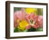 USA, Pennsylvania. Abstract Tulip Impression Through Glass-Jaynes Gallery-Framed Photographic Print