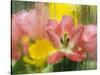 USA, Pennsylvania. Abstract Tulip Impression Through Glass-Jaynes Gallery-Stretched Canvas