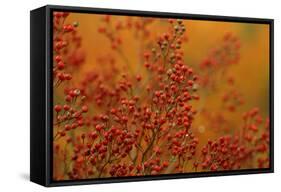 USA, Pennsylvania. Autumn Bittersweet Plant-Jaynes Gallery-Framed Stretched Canvas