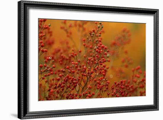 USA, Pennsylvania. Autumn Bittersweet Plant-Jaynes Gallery-Framed Photographic Print