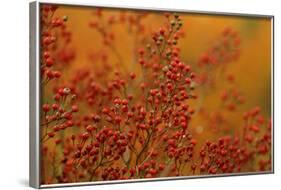 USA, Pennsylvania. Autumn Bittersweet Plant-Jaynes Gallery-Framed Photographic Print