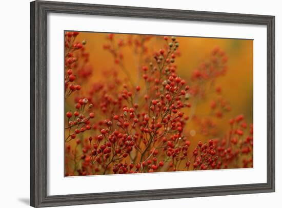 USA, Pennsylvania. Autumn Bittersweet Plant-Jaynes Gallery-Framed Photographic Print