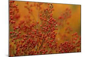 USA, Pennsylvania. Autumn Bittersweet Plant-Jaynes Gallery-Mounted Photographic Print