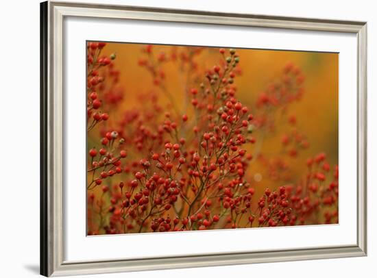 USA, Pennsylvania. Autumn Bittersweet Plant-Jaynes Gallery-Framed Photographic Print