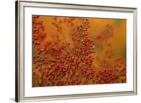 USA, Pennsylvania. Autumn Bittersweet Plant-Jaynes Gallery-Framed Photographic Print