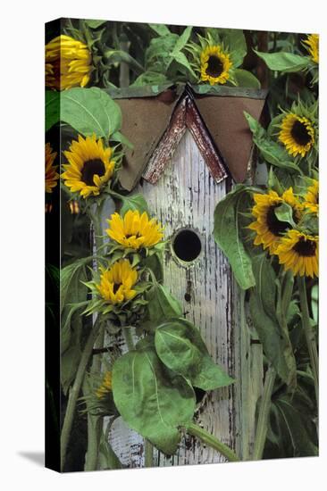 USA, Pennsylvania. Birdhouse and Garden Sunflowers-Jaynes Gallery-Stretched Canvas