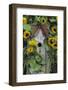 USA, Pennsylvania. Birdhouse and Garden Sunflowers-Jaynes Gallery-Framed Photographic Print