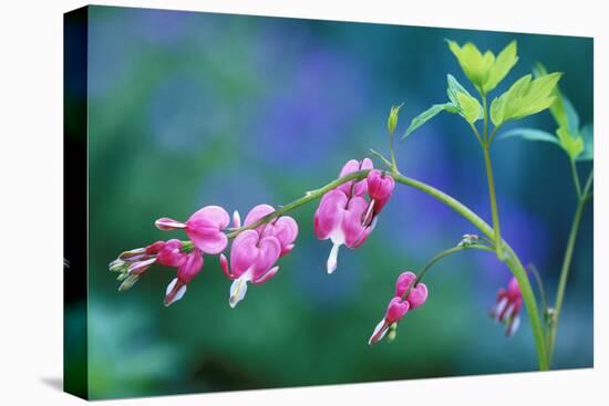 USA, Pennsylvania. Bleeding Heart Flowers in Garden-Jaynes Gallery-Stretched Canvas