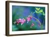 USA, Pennsylvania. Bleeding Heart Flowers in Garden-Jaynes Gallery-Framed Photographic Print