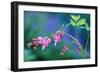 USA, Pennsylvania. Bleeding Heart Flowers in Garden-Jaynes Gallery-Framed Photographic Print