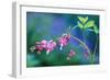 USA, Pennsylvania. Bleeding Heart Flowers in Garden-Jaynes Gallery-Framed Photographic Print