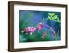 USA, Pennsylvania. Bleeding Heart Flowers in Garden-Jaynes Gallery-Framed Photographic Print