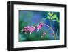 USA, Pennsylvania. Bleeding Heart Flowers in Garden-Jaynes Gallery-Framed Photographic Print