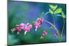 USA, Pennsylvania. Bleeding Heart Flowers in Garden-Jaynes Gallery-Mounted Photographic Print