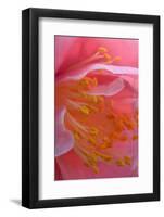 USA, Pennsylvania. Camellia Blossom Close Up-Jaynes Gallery-Framed Photographic Print