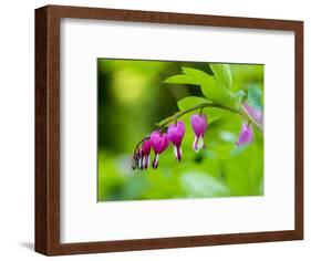 USA, Pennsylvania. Close-up of a bleeding heart flower.-Julie Eggers-Framed Photographic Print