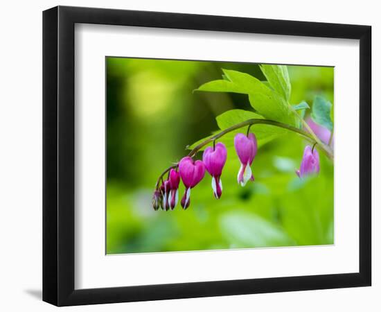 USA, Pennsylvania. Close-up of a bleeding heart flower.-Julie Eggers-Framed Photographic Print