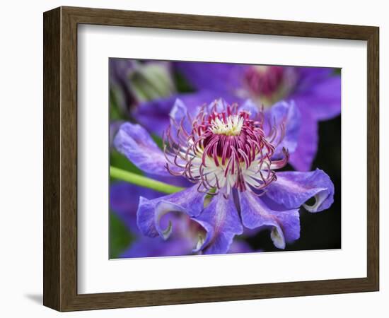 USA, Pennsylvania. Close-up of a clematis blossom.-Julie Eggers-Framed Photographic Print