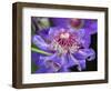 USA, Pennsylvania. Close-up of a clematis blossom.-Julie Eggers-Framed Photographic Print