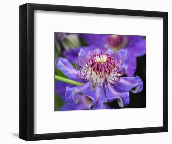 USA, Pennsylvania. Close-up of a clematis blossom.-Julie Eggers-Framed Photographic Print