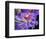 USA, Pennsylvania. Close-up of a clematis blossom.-Julie Eggers-Framed Photographic Print