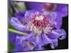 USA, Pennsylvania. Close-up of a clematis blossom.-Julie Eggers-Mounted Photographic Print