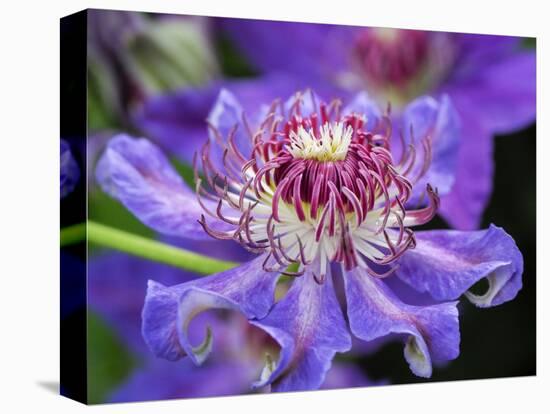 USA, Pennsylvania. Close-up of a clematis blossom.-Julie Eggers-Stretched Canvas