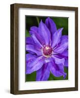 USA, Pennsylvania. Close-up of a clematis blossom.-Julie Eggers-Framed Photographic Print