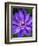 USA, Pennsylvania. Close-up of a clematis blossom.-Julie Eggers-Framed Photographic Print