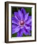 USA, Pennsylvania. Close-up of a clematis blossom.-Julie Eggers-Framed Photographic Print