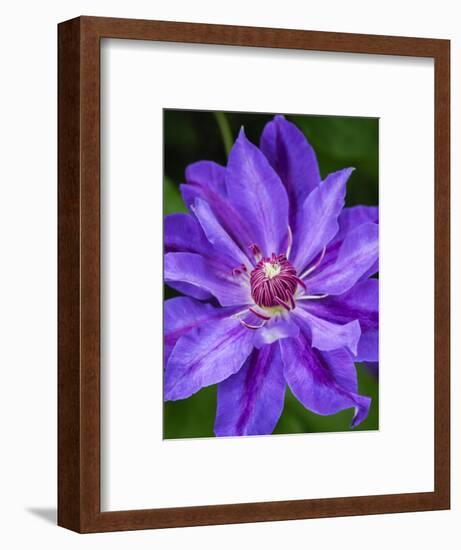 USA, Pennsylvania. Close-up of a clematis blossom.-Julie Eggers-Framed Photographic Print